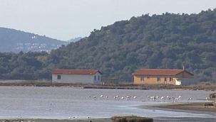 MUĞLA Turizm cenneti Millas flamingolara yuva oldu