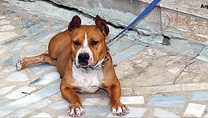 Parkta pitbull gezdirme kavgası: 1 yaralı