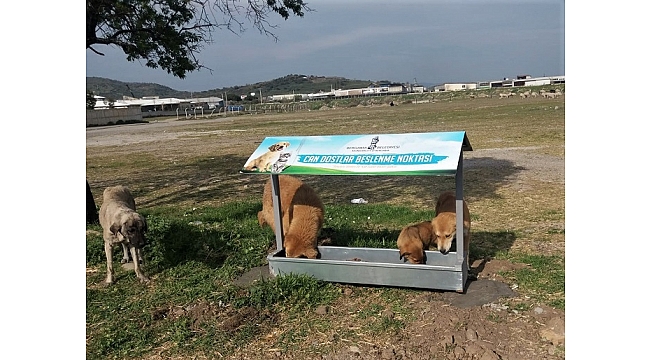 Bergama’da can dostlar için besleme noktaları kuruluyor