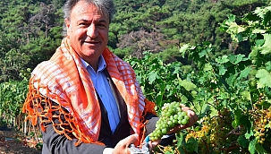 Bornova Misket Üzümü artık tescilli