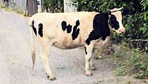 Boşandığı eşe inekli göndermeye ceza verildi