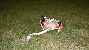 İzmir'de telef olmuş halde bulunan flamingoların ölüm nedeni belli oldu