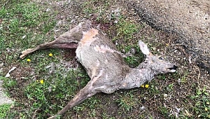 Kaçak avcı tarafından vurulan gebe karaca telef oldu