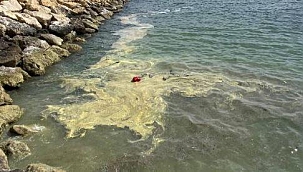 Kıbrıs akasyası deniz yüzeyinde sarı tabaka oluşturdu