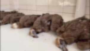 Koruma altındaki 7 kara akbaba ölü bulundu