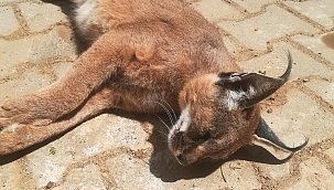 Muğla'da nesli tehdit altındaki