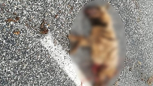 Nesli tükenmekte olan çizgili sırtlan, araç çarpmasıyla öldü