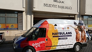 Pandemi Sokak Hayvanlarını Nasıl Etkiledi?