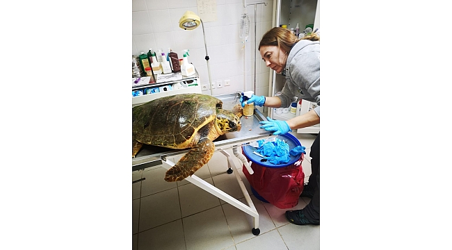 Yaralı deniz kaplumbağasının tedavisi Sasalı'da sürüyor