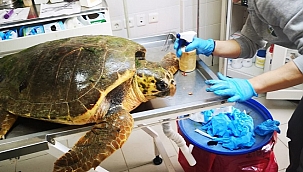 Yaralı deniz kaplumbağasının tedavisi Sasalı'da sürüyor