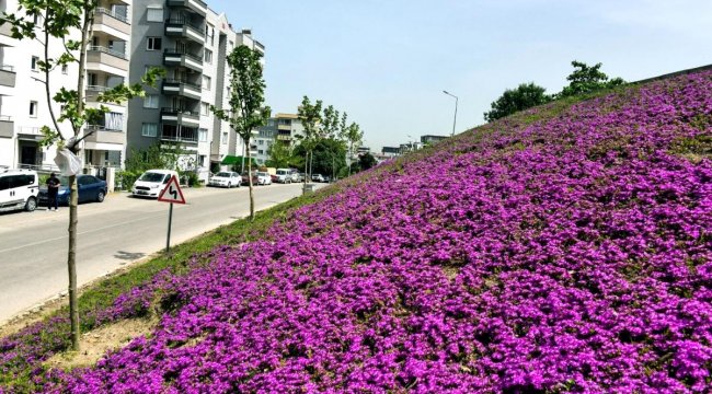 Aliağa&#039;da açan çiçekler rengarenk görüntü oluşturdu