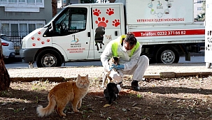 Bayraklı Belediyesi veterinerleri, her gün can dostları besliyor