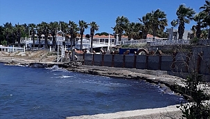 Didim'de sahilde ölü yunus bulundu