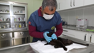 Enkaz altından kurtarılan Beyaz, Buca’yı çok sevdi