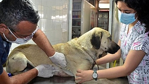 Evin önünde bağlı köpeğe silahlı saldırının 2 şüphelisi yakalandı