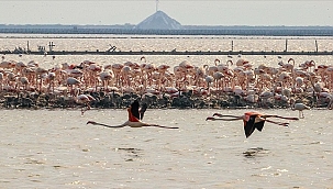 'Flamingo adası'nın yeni misafirleri
