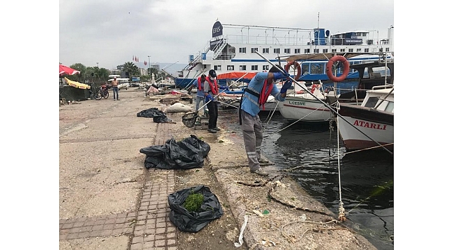 Körfez'deki deniz marulları temizleniyor