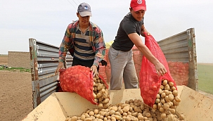 Niğde’de patates ekimi başladı