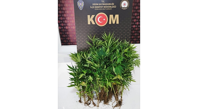 Saksıda Hint keneviri yetiştiren kişi gözaltına alındı