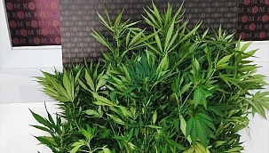 Saksıda Hint keneviri yetiştiren kişi gözaltına alındı