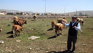 Ardahan'da hayvanlar, kuraklık nedeniyle ot bulamıyor