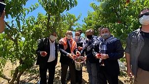 İzmir Valisi Köşger, Selçuk'ta şeftali hasadına katıldı