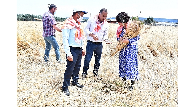 Karakılçık tohumunun ilk hasadı yapıldı