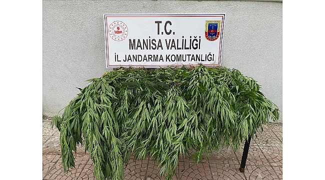 150 kök Hint keneviri ele geçirildi