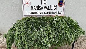150 kök Hint keneviri ele geçirildi