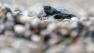 Antalya'da caretta caretta yavruları denizle buluşmaya başladı