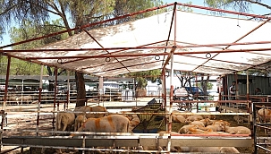 Ayvalık Kurban Bayramı’na Hazır