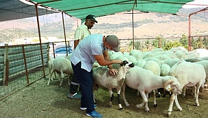 Bayraklı Kurban Satış Yeri Kurban Bayramı'na Hazır