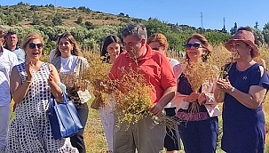 Çeşme’de 30 yıl aradan sonra ilk kez anason hasadı!
