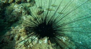 Doğu Akdeniz'deki fay kırığı deniz canlılarına yuva oldu