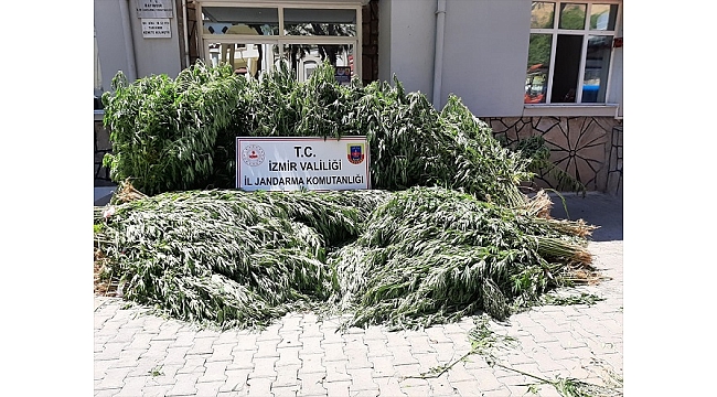 Hint keneviri yetiştiren 3 kişi tutuklandı
