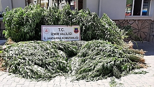 Hint keneviri yetiştiren 3 kişi tutuklandı