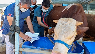 Kurbanlık seçiminde bunlara dikkat!