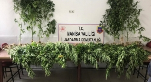 Manisa'da 287 kök Hint keneviri ele geçirildi