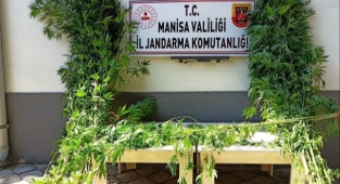 Manisa'da 40 kök Hint keneviri yakalandı
