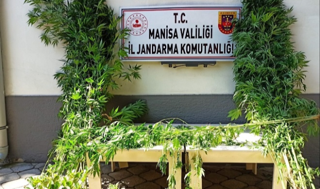 Manisa'da 40 kök Hint keneviri yakalandı
