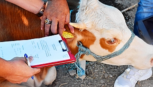 Menemen’de kurban pazar yeri denetlendi