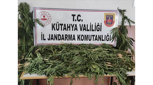 Mısır tarlasına kenevir eken kişi yakalandı