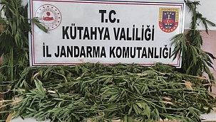 Mısır tarlasına kenevir eken kişi yakalandı