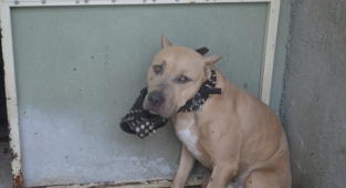 Pitbull cinsi köpeğin saldırısına uğrayan 2 kişi yaralandı