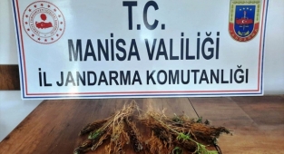 Sarıgöl'de 51 kök Hint keneviri bitkisi ele geçirildi