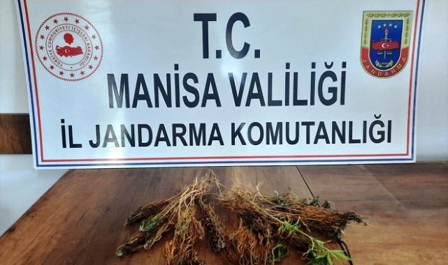 Sarıgöl'de 51 kök Hint keneviri bitkisi ele geçirildi