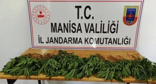 Sarıgöl'de 60 kök Hint keneviri ele geçirildi
