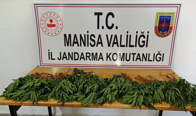 Sarıgöl'de 60 kök Hint keneviri ele geçirildi