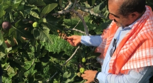 Taze incirin ihracat yolculuğu başlıyor