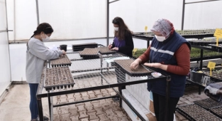 Ata Tohumları Honaz’da Koruma Altında